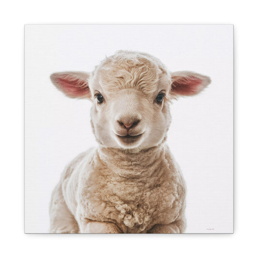 Canvas Wall Art, Baby Lamb Square Matte Stretched, Animal Lover Gift, Children's Decor, Fine Art Photography Print - LOLA VEGAS ART