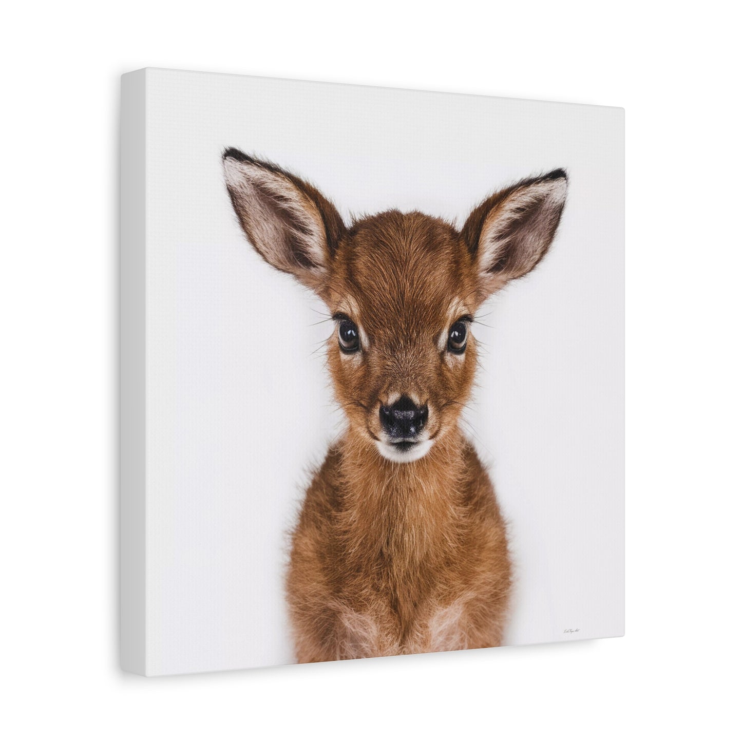 Canvas Wall Art, Baby Deer Photo, Animal Lover Decor, Children's Room, Matte Stretched Print